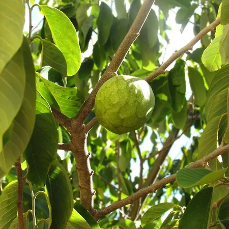 Ferienhaus Annona