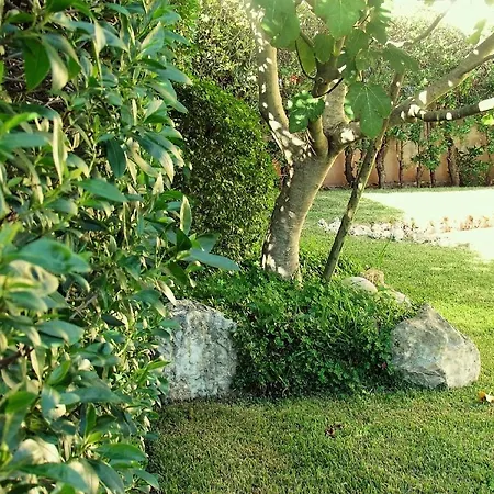 Annona * Cascais